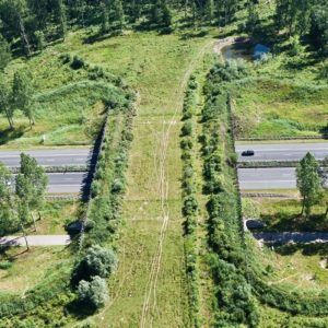 На трассе М1 «Беларусь» построят экодук На трассе М1 «Беларусь» построят экодук